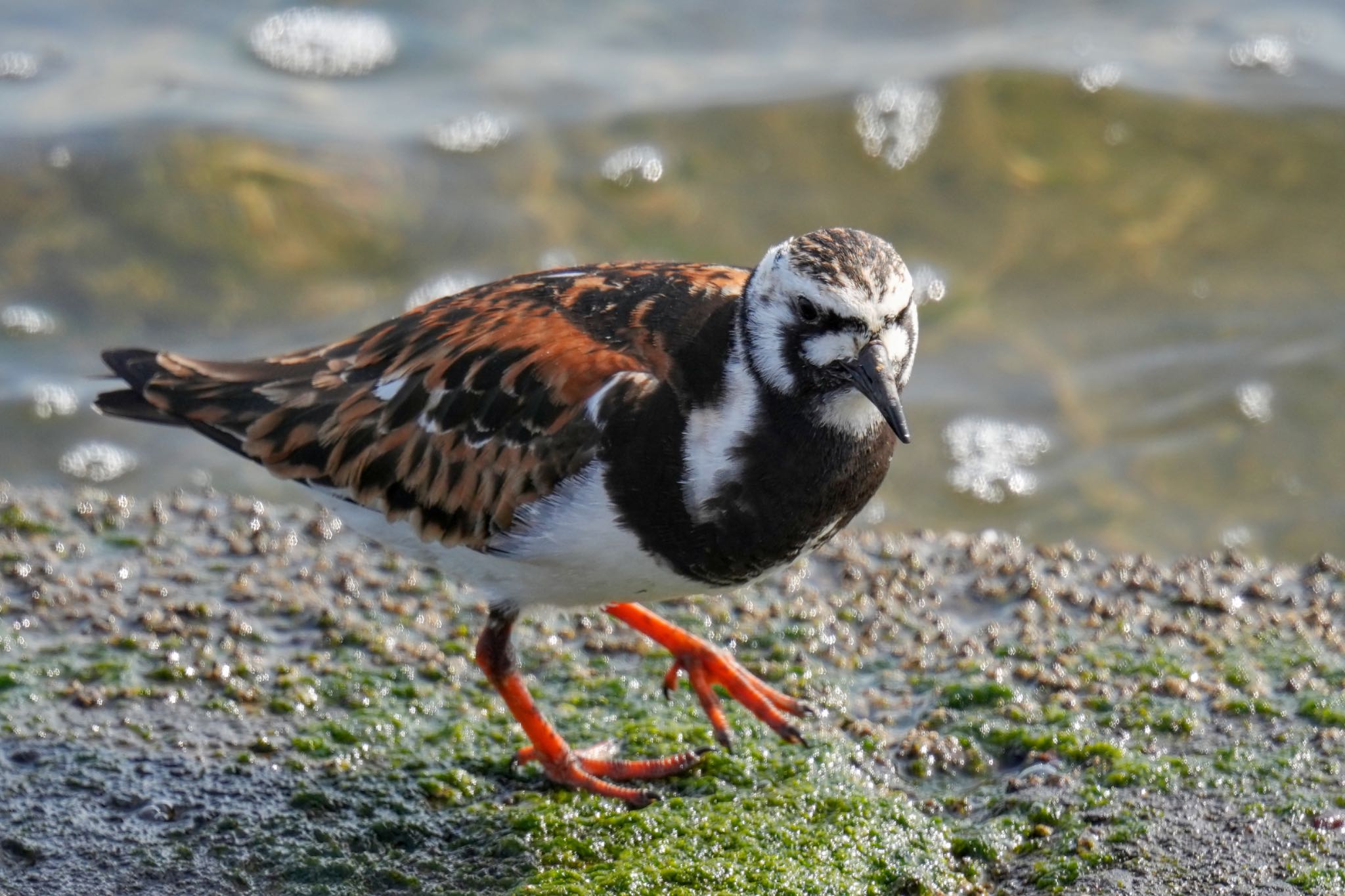 Ruddy Turnstone