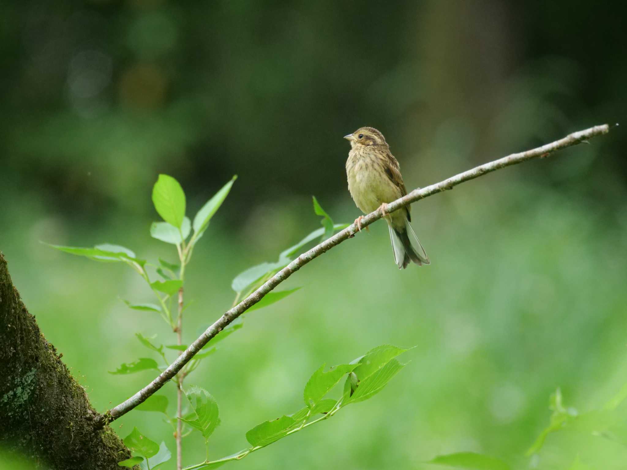 頑張ろ。 by little birds