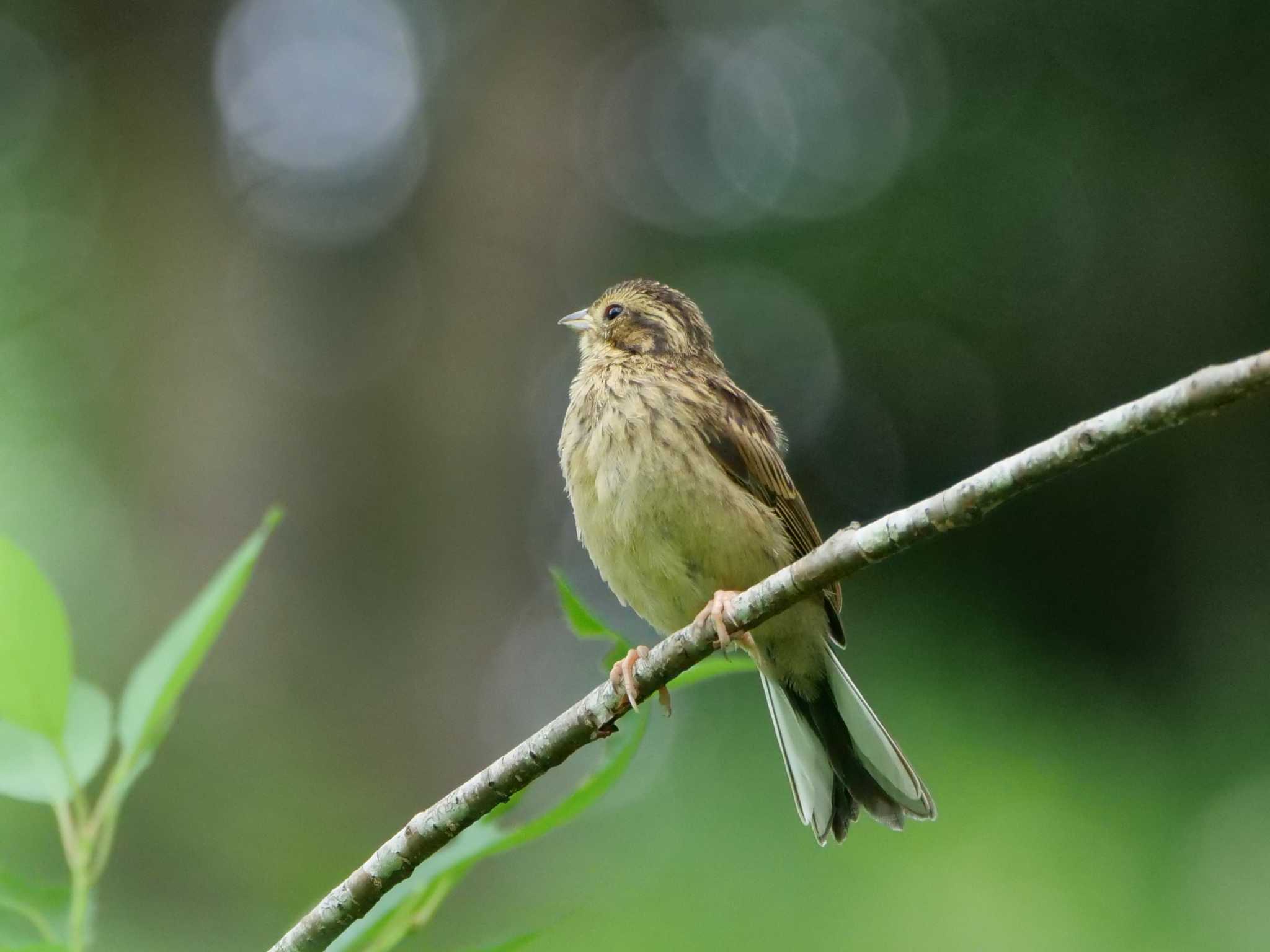 一人立ちか、親にはぐれたか、涙目のよう by little birds