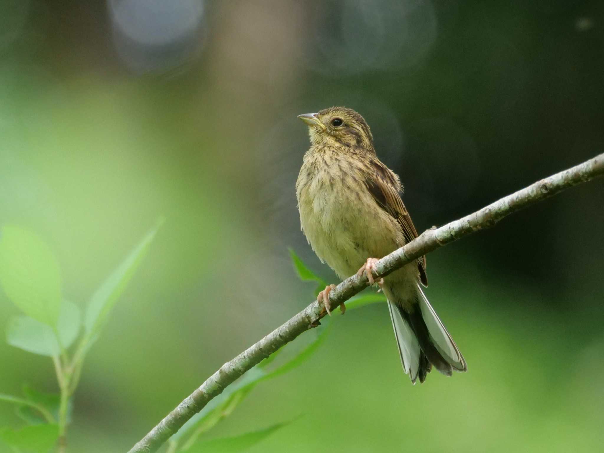 ホオジロ幼鳥・別カット・3態。　原画です。 by little birds