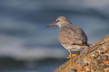 Wandering Tattler 日の出三番瀬沿い緑道 Sat, 5/27/2023