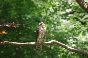 ツミ 薬師池公園 2023年6月4日(日)