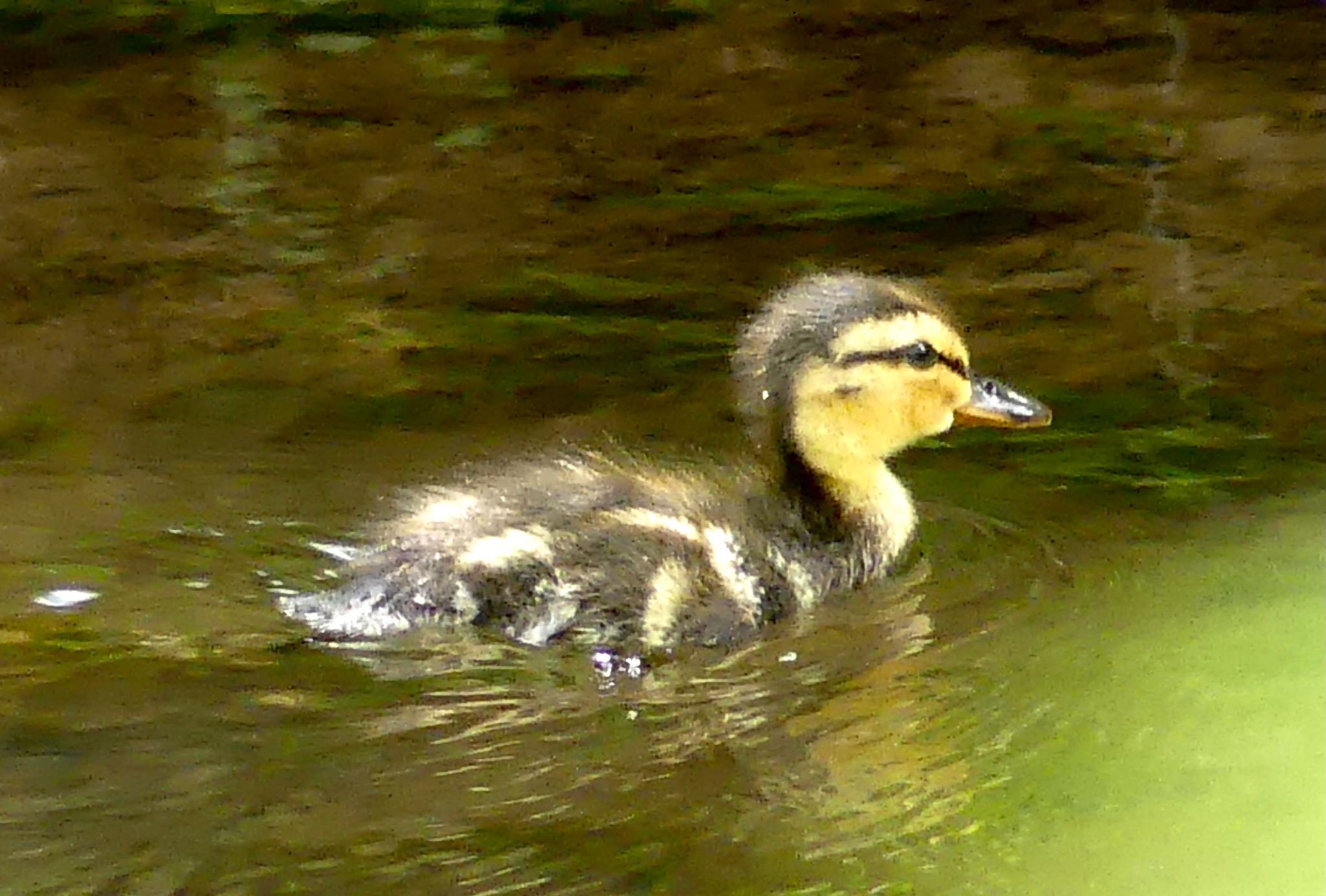 Mallard