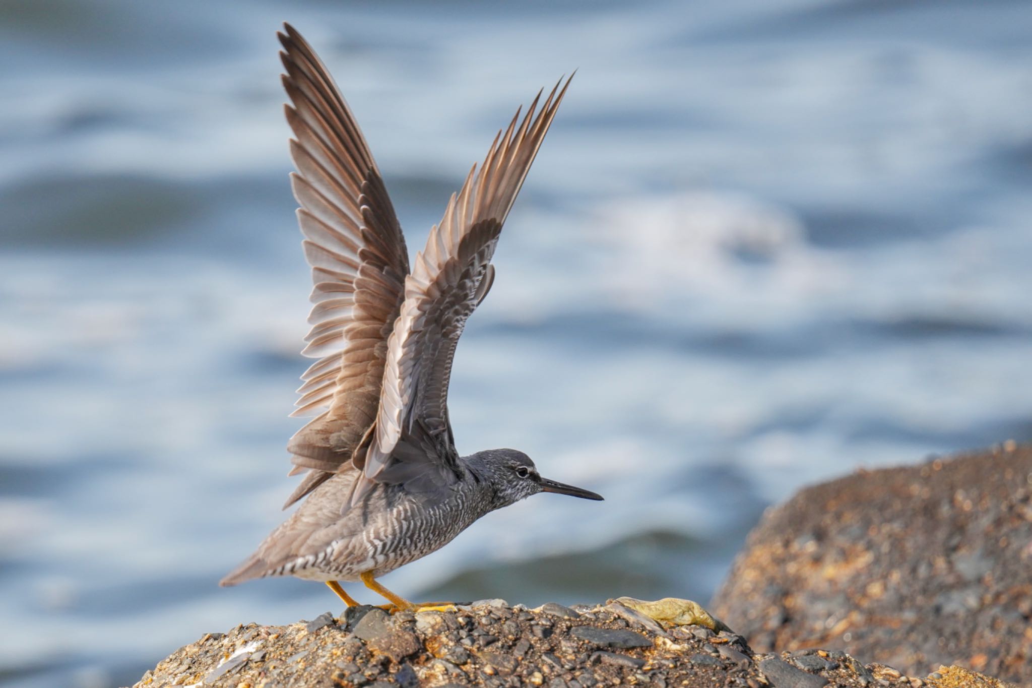 Photo of Wandering Tattler at 日の出三番瀬沿い緑道 by アポちん