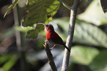 Crimson Sunbird Tam Dao National Park Fri, 5/5/2023