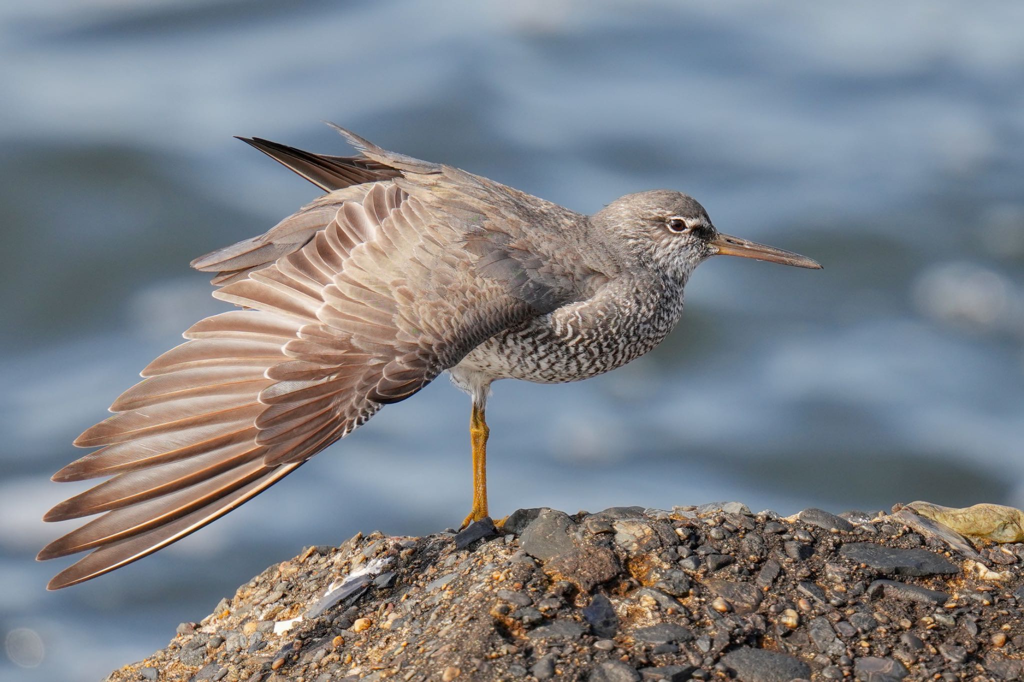 Photo of Wandering Tattler at 日の出三番瀬沿い緑道 by アポちん