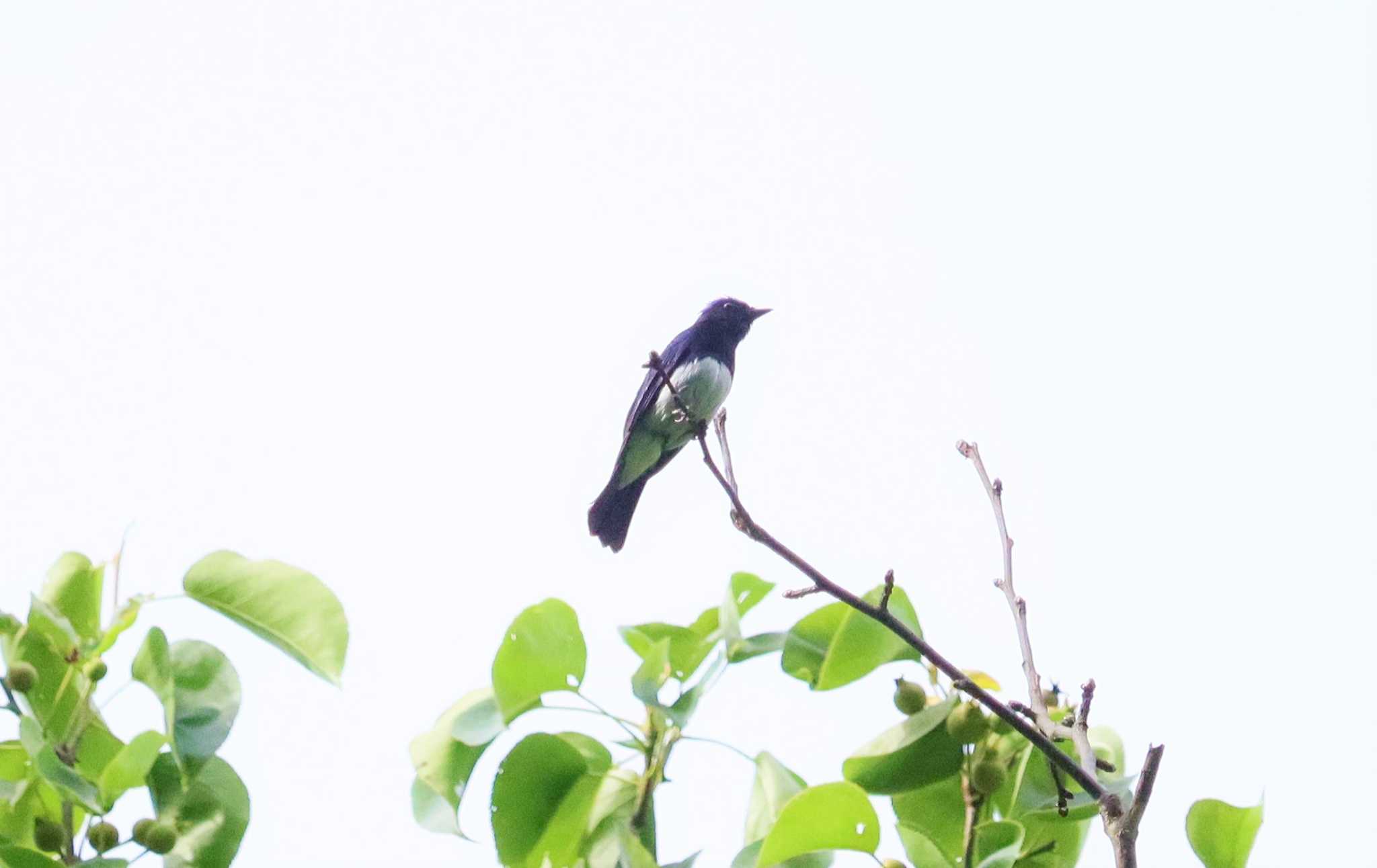 Blue-and-white Flycatcher