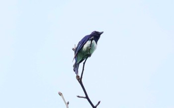 Blue-and-white Flycatcher 庭田山頂公園 Sun, 6/4/2023