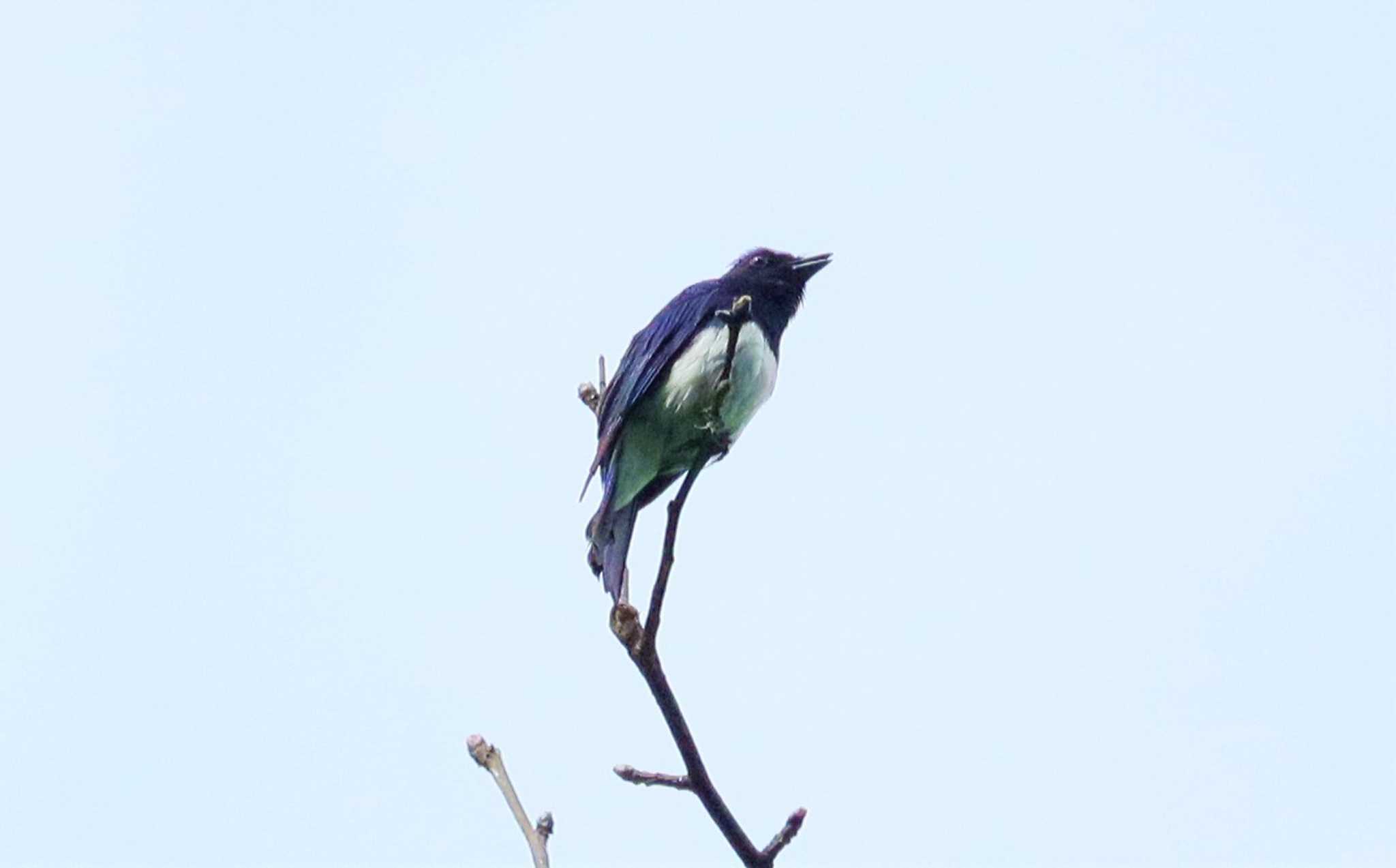 Blue-and-white Flycatcher