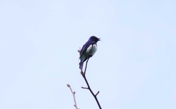 Blue-and-white Flycatcher 庭田山頂公園 Sun, 6/4/2023