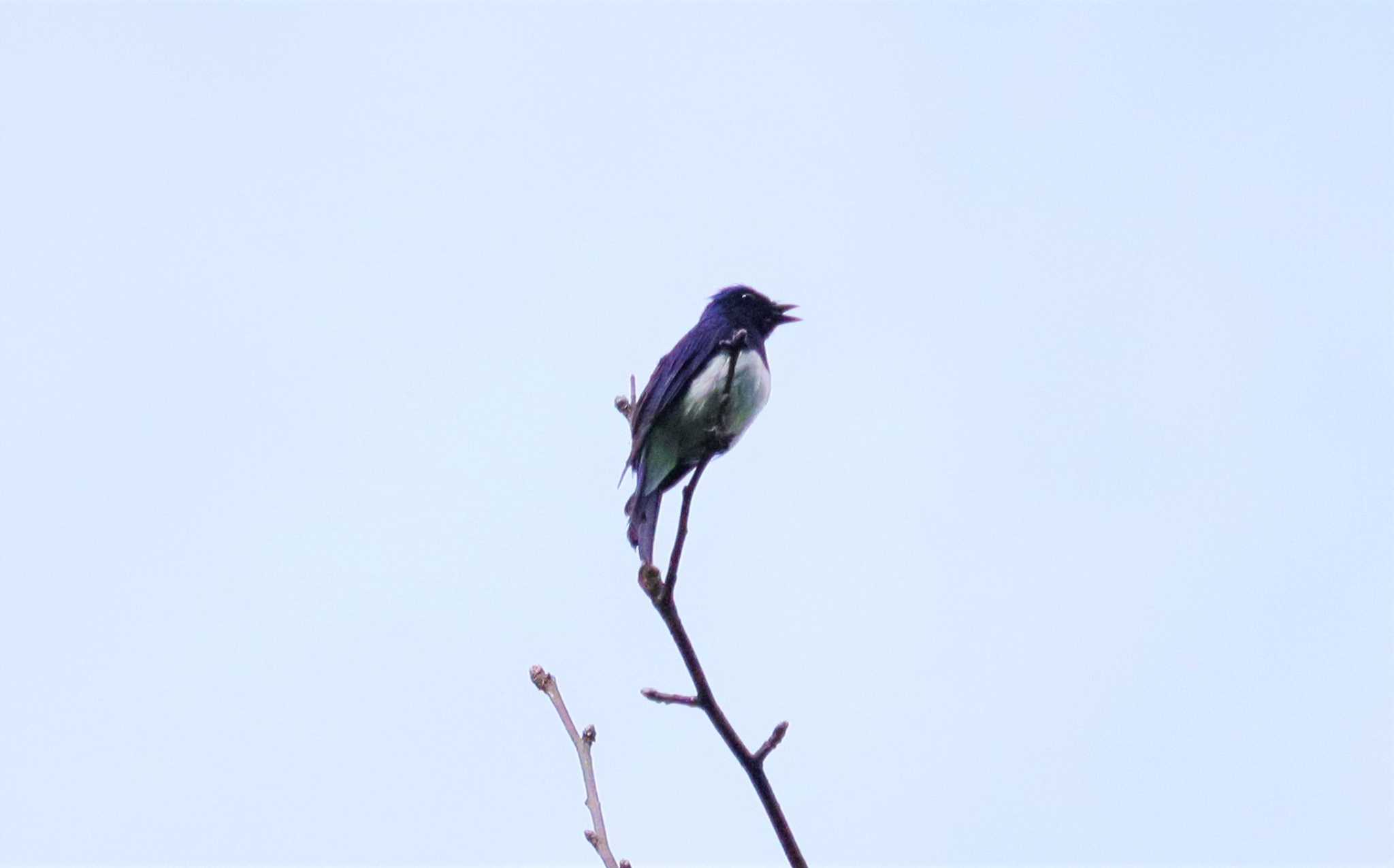 Blue-and-white Flycatcher