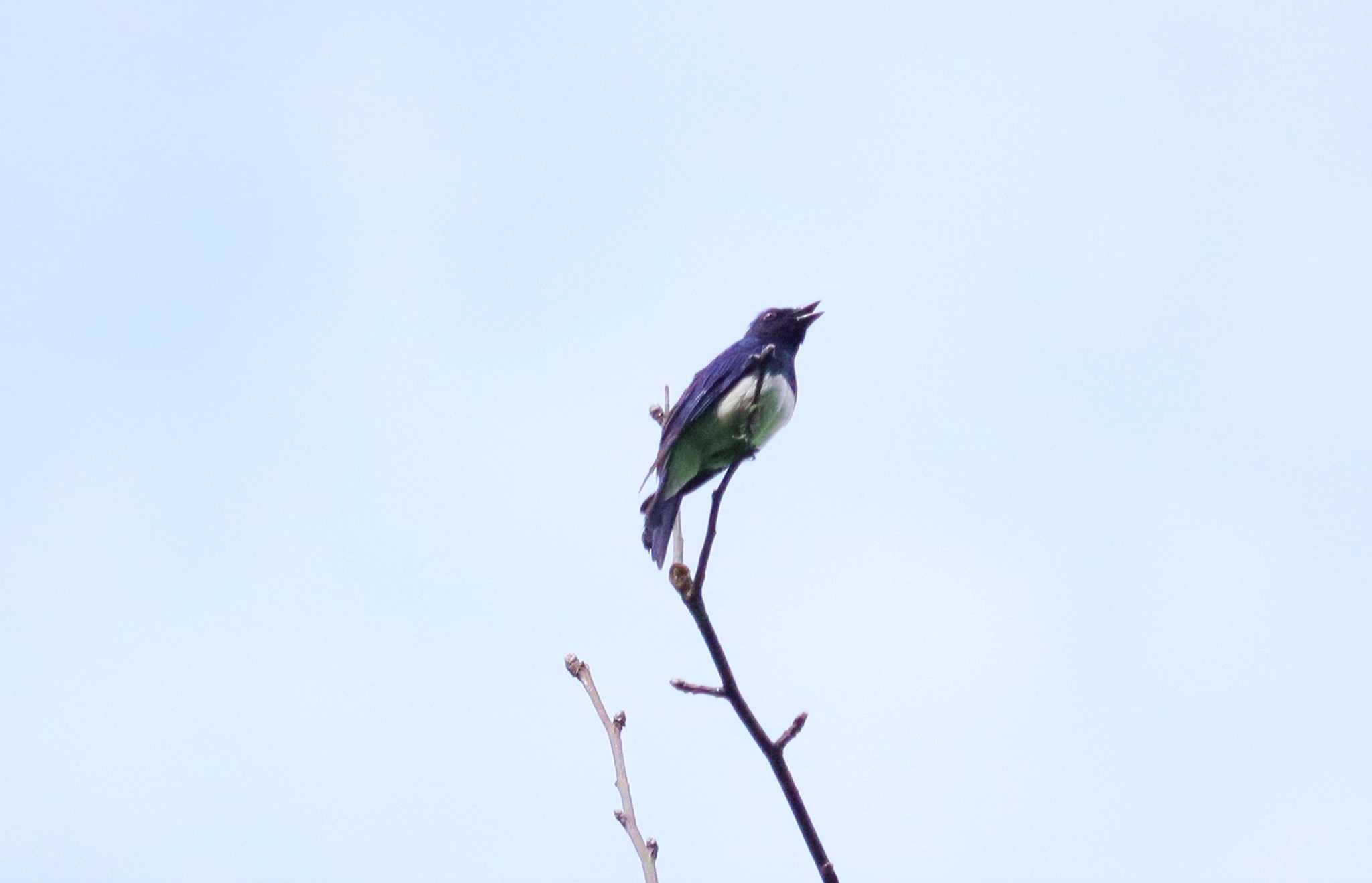 Blue-and-white Flycatcher