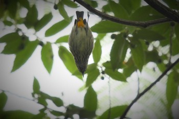 Yellow-vented Flowerpecker ベトナム Tue, 5/2/2023