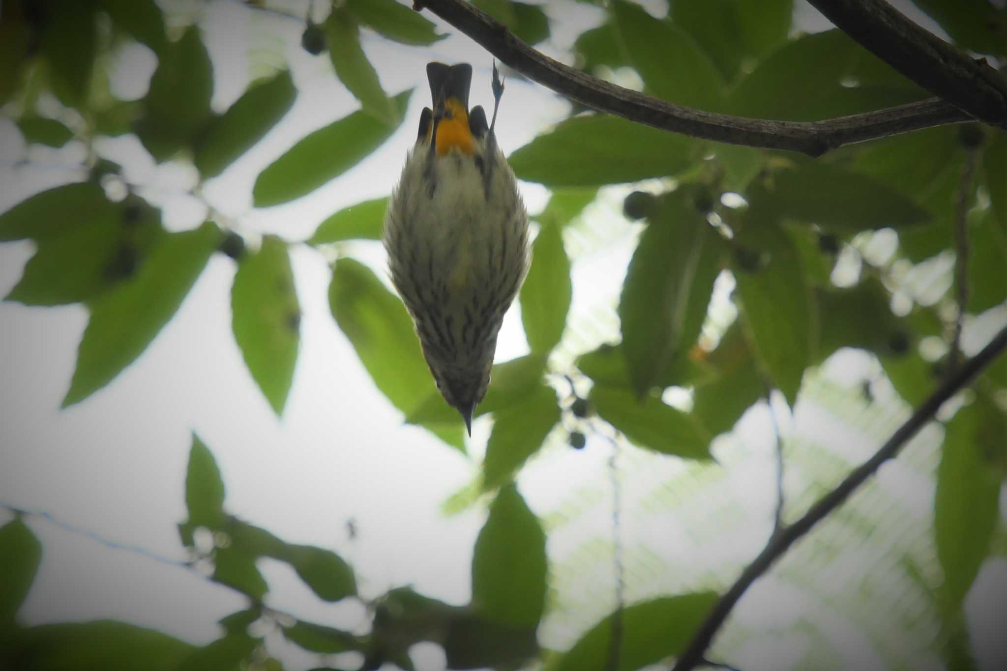 Yellow-vented Flowerpecker