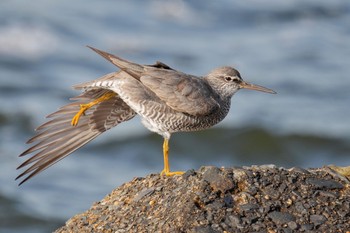 Wandering Tattler 日の出三番瀬沿い緑道 Sat, 5/27/2023