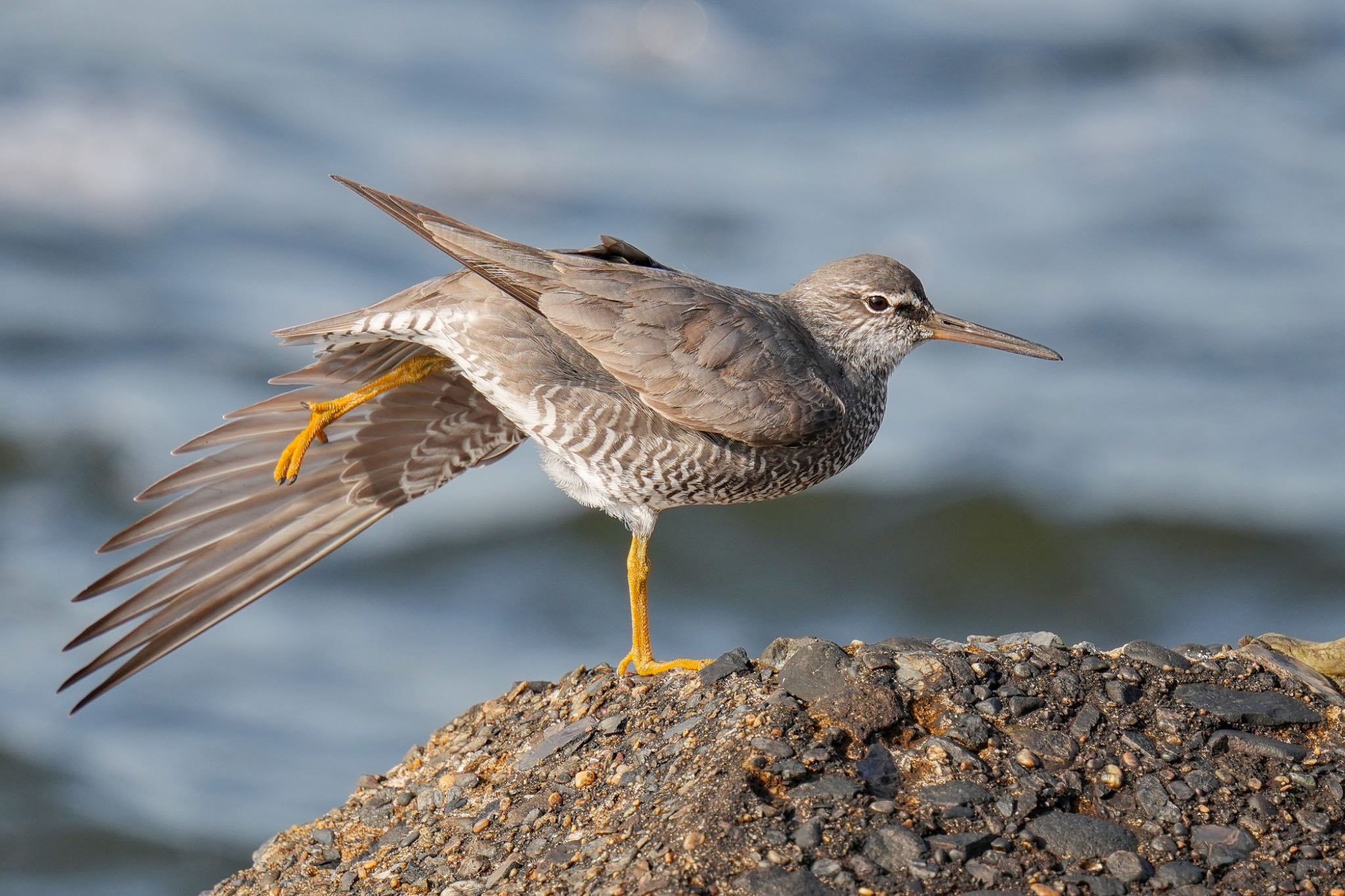 Photo of Wandering Tattler at 日の出三番瀬沿い緑道 by アポちん