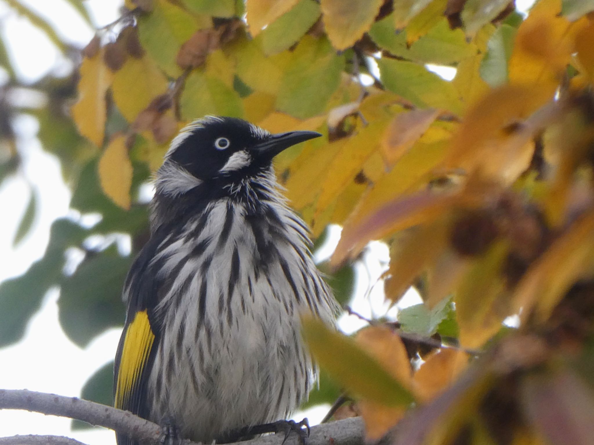 Photo of New Holland Honeyeater at Seppeltsfield, SA, Australia by Maki