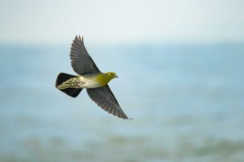 White-bellied Green Pigeon Terugasaki Beach Mon, 6/5/2023