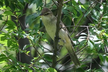 Oriental Reed Warbler 芦屋市総合公園 Sat, 6/3/2023