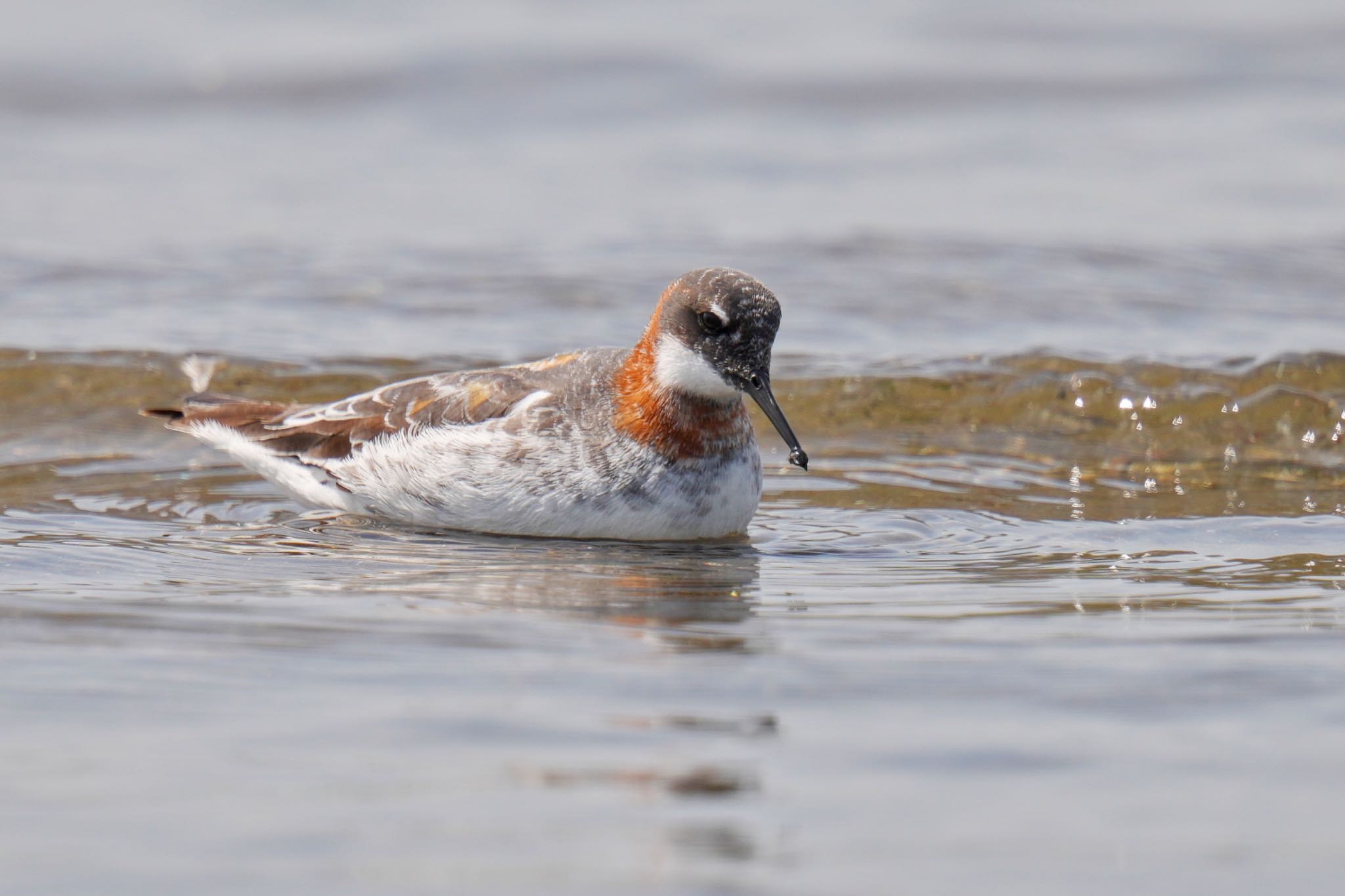 Photo of Red-necked Phalarope at Sambanze Tideland by アポちん