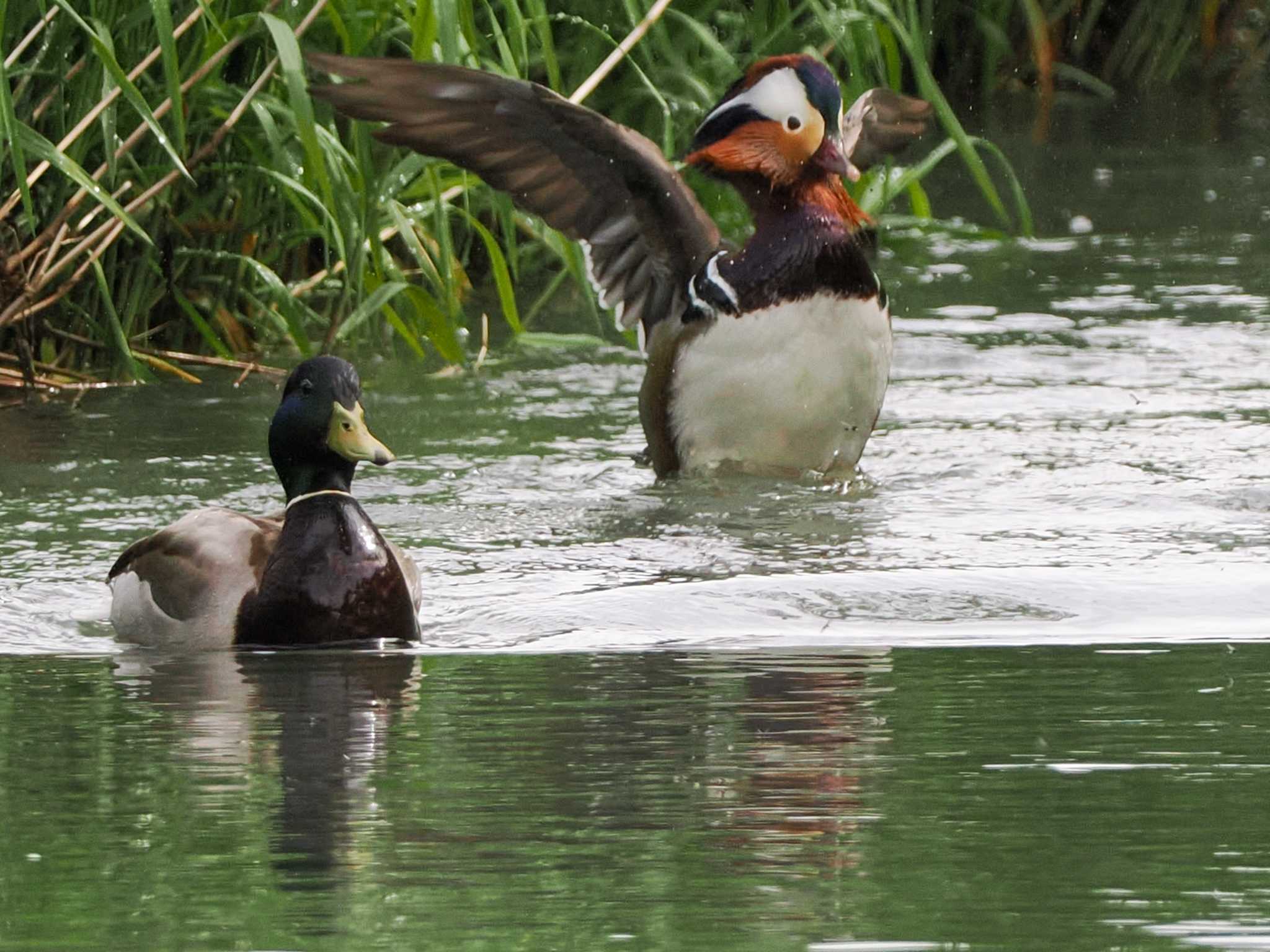 Mandarin Duck