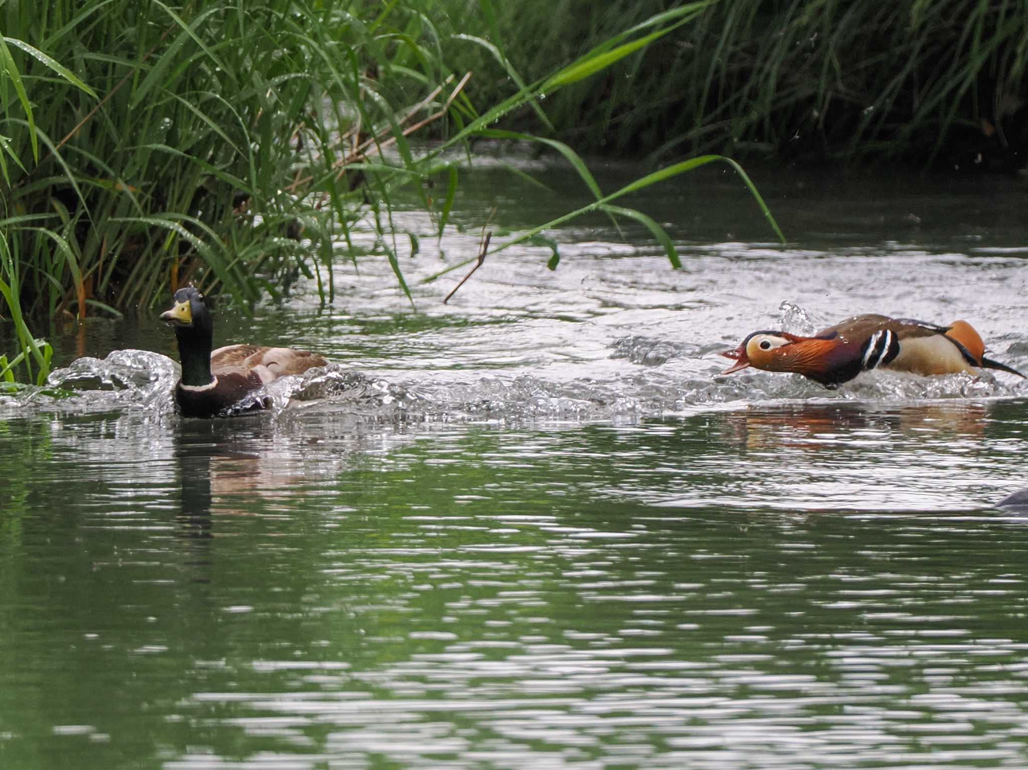 Mandarin Duck