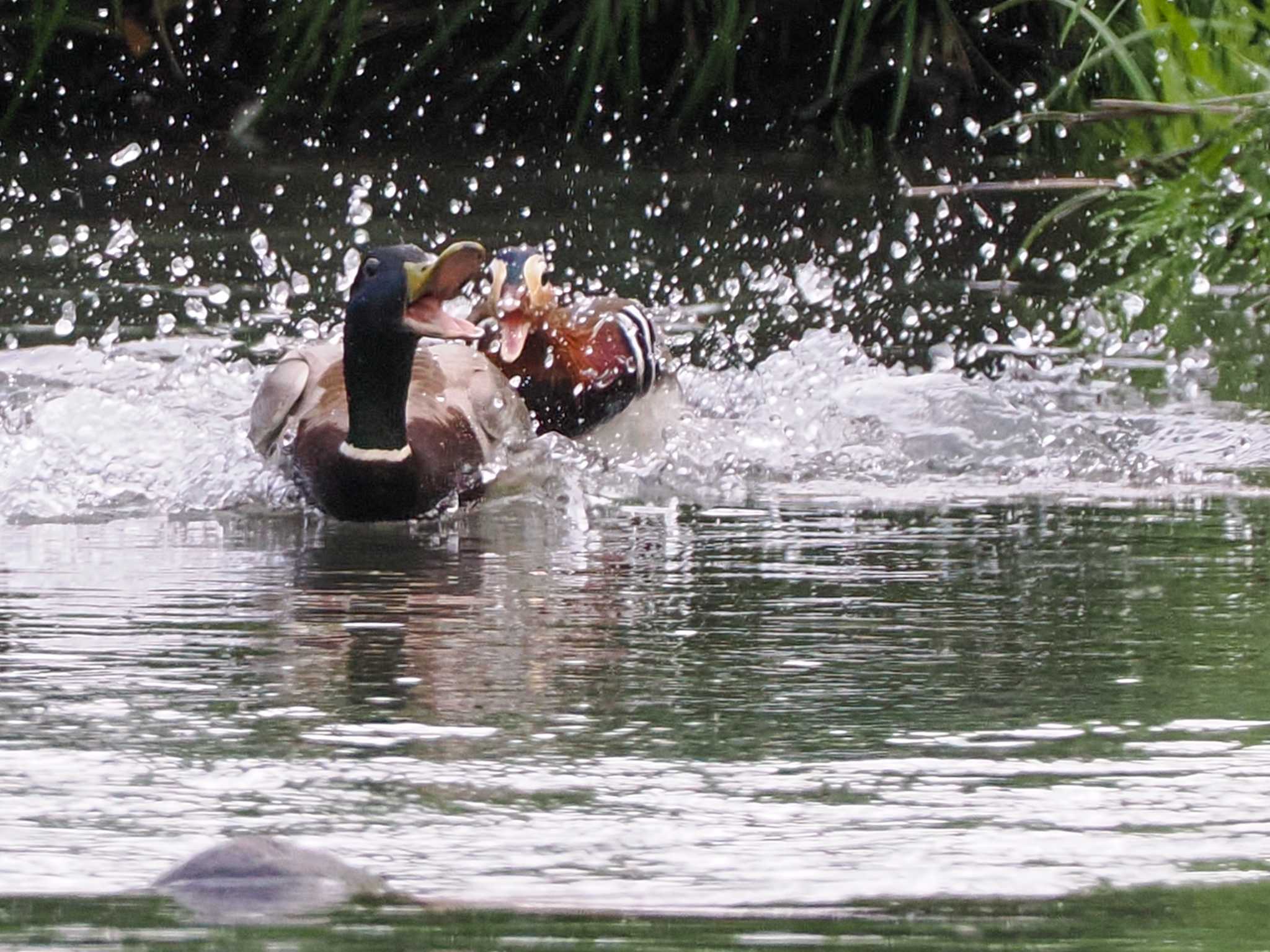 Mandarin Duck