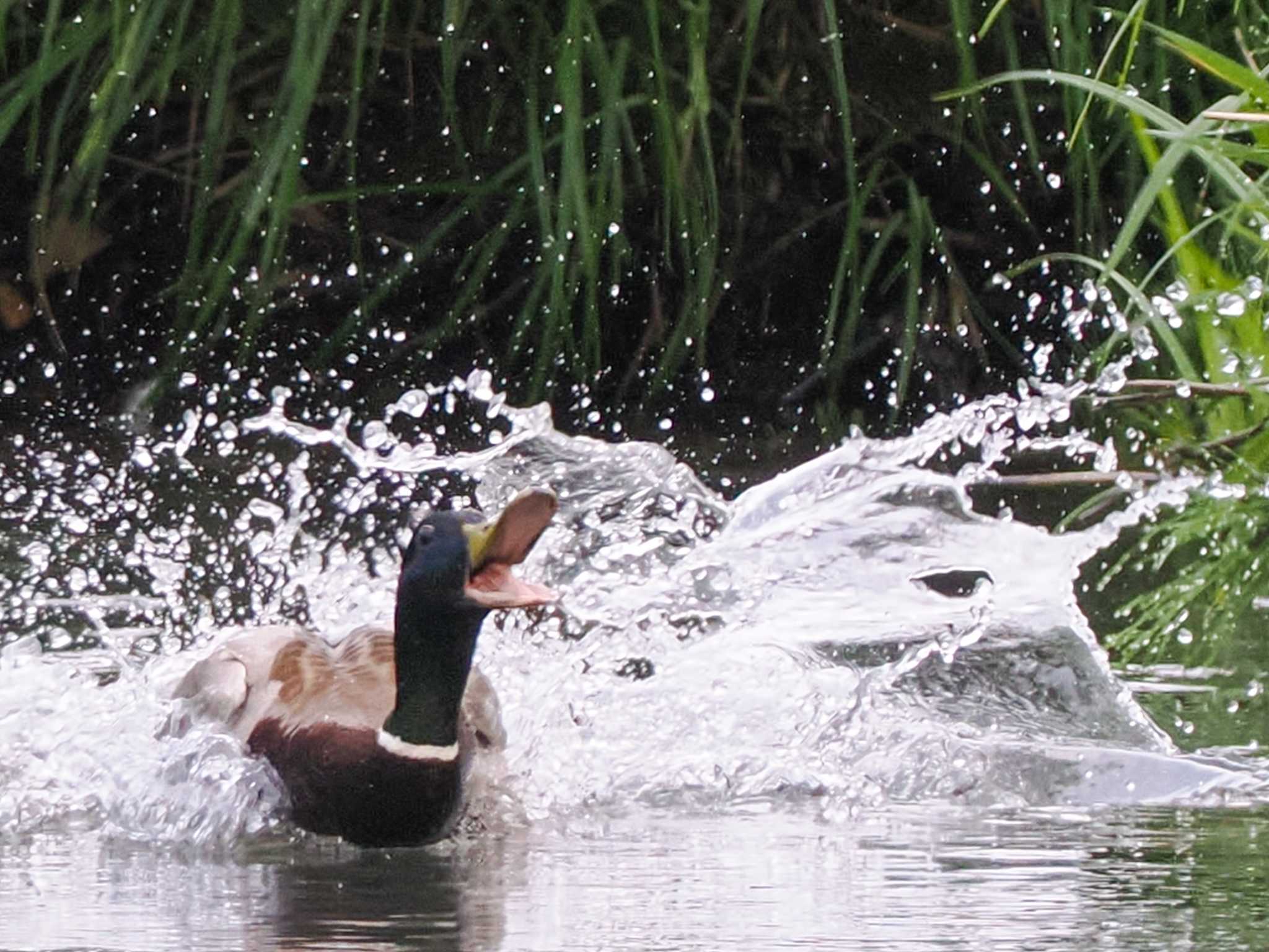 Photo of Mallard at 福井緑地(札幌市西区) by 98_Ark (98ｱｰｸ)