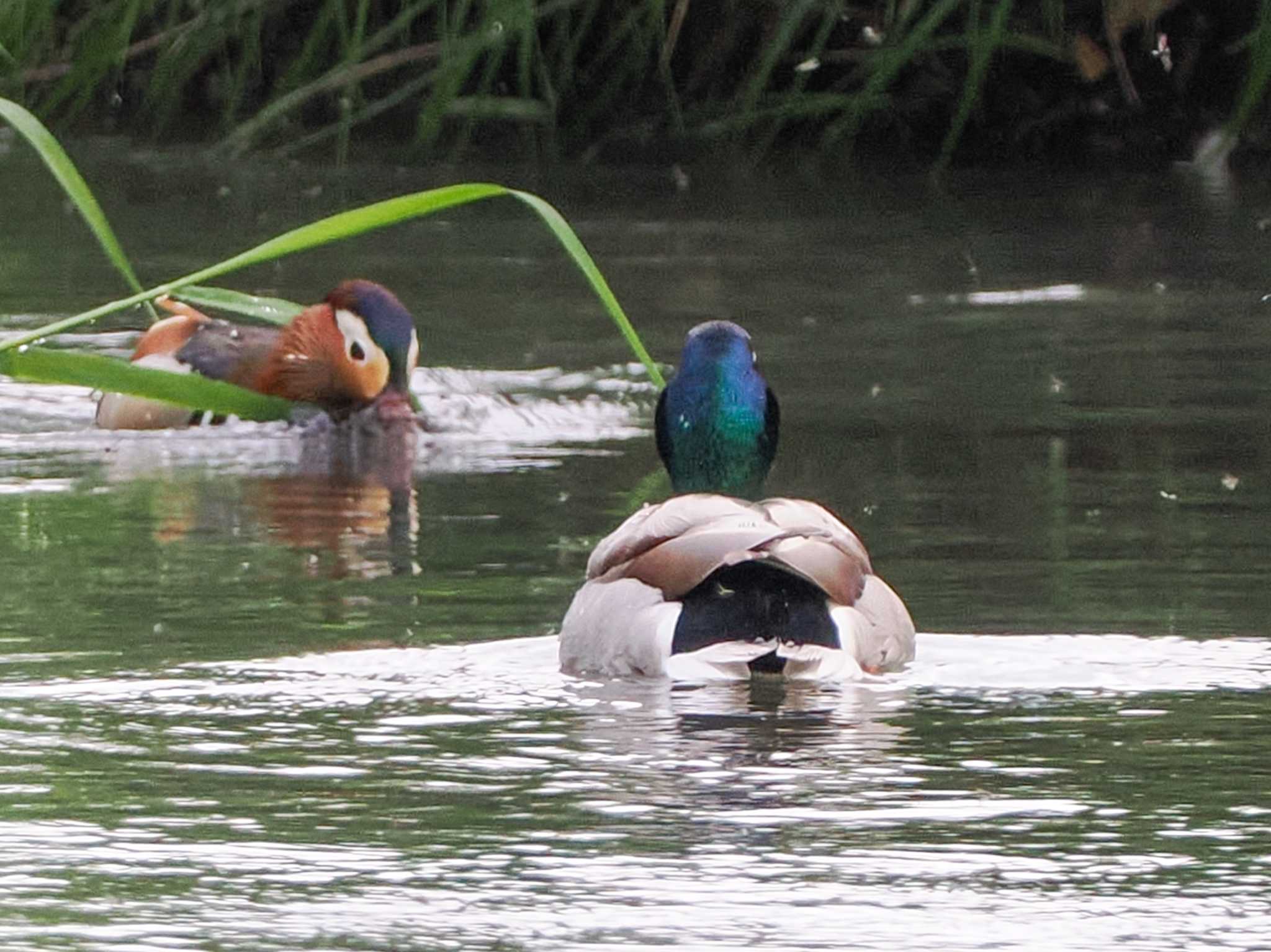 Mandarin Duck