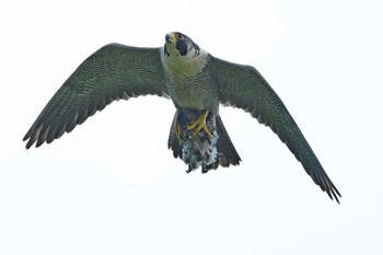 ハヤブサ 青葉山公園 2023年6月4日(日)