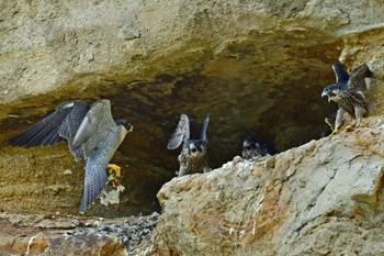 ハヤブサ 青葉山公園 2023年6月4日(日)