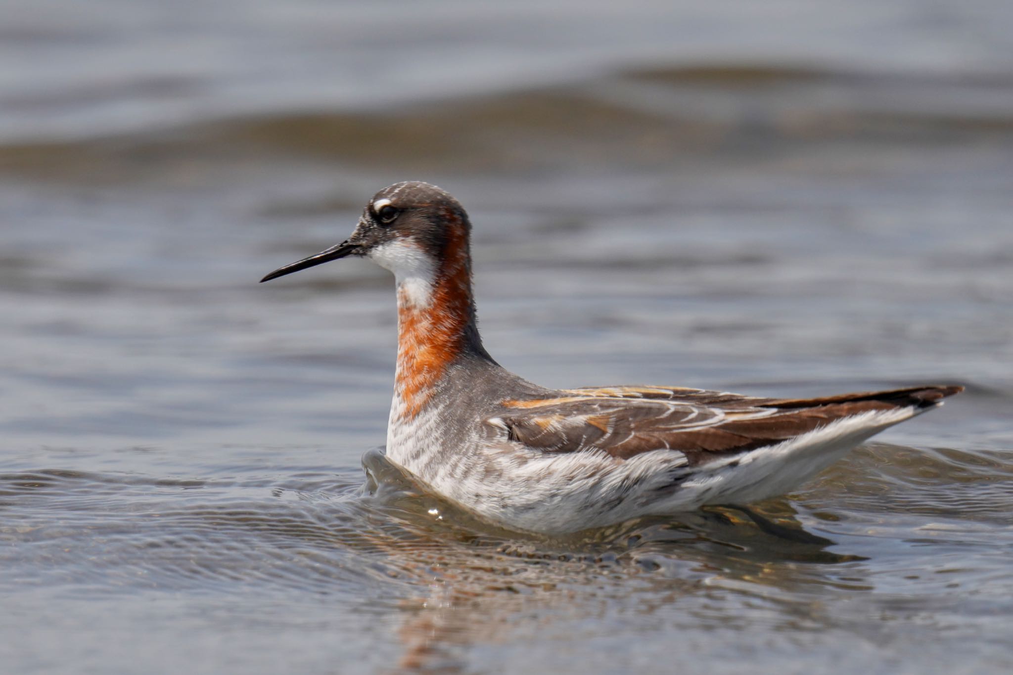 Photo of Red-necked Phalarope at Sambanze Tideland by アポちん