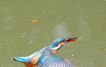 カワセミ 大阪鶴見緑地 2023年6月5日(月)