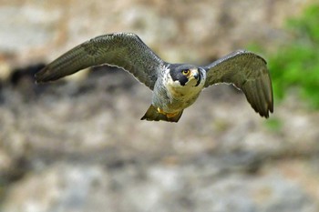 ハヤブサ 青葉山公園 2023年6月4日(日)