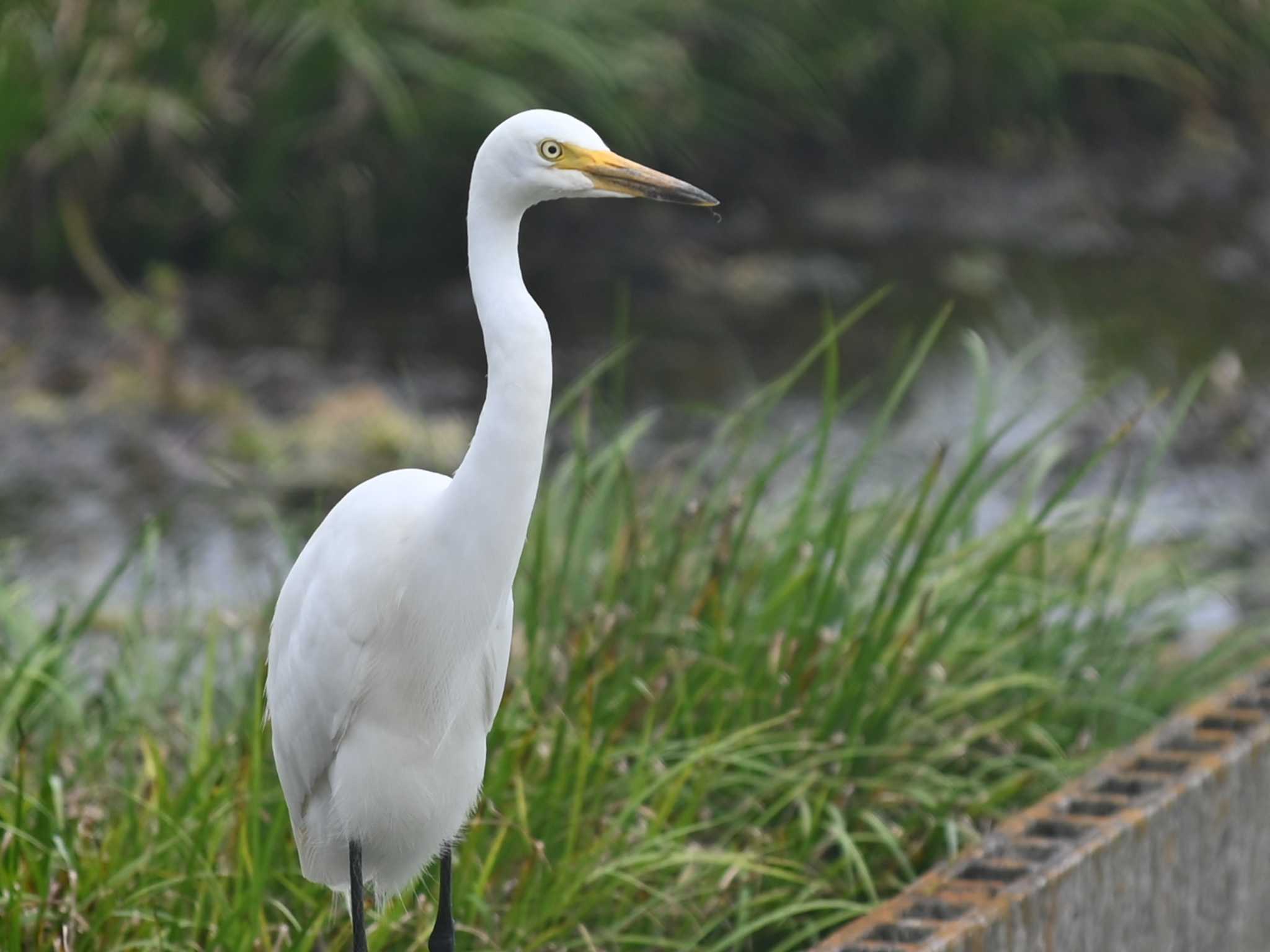 Medium Egret