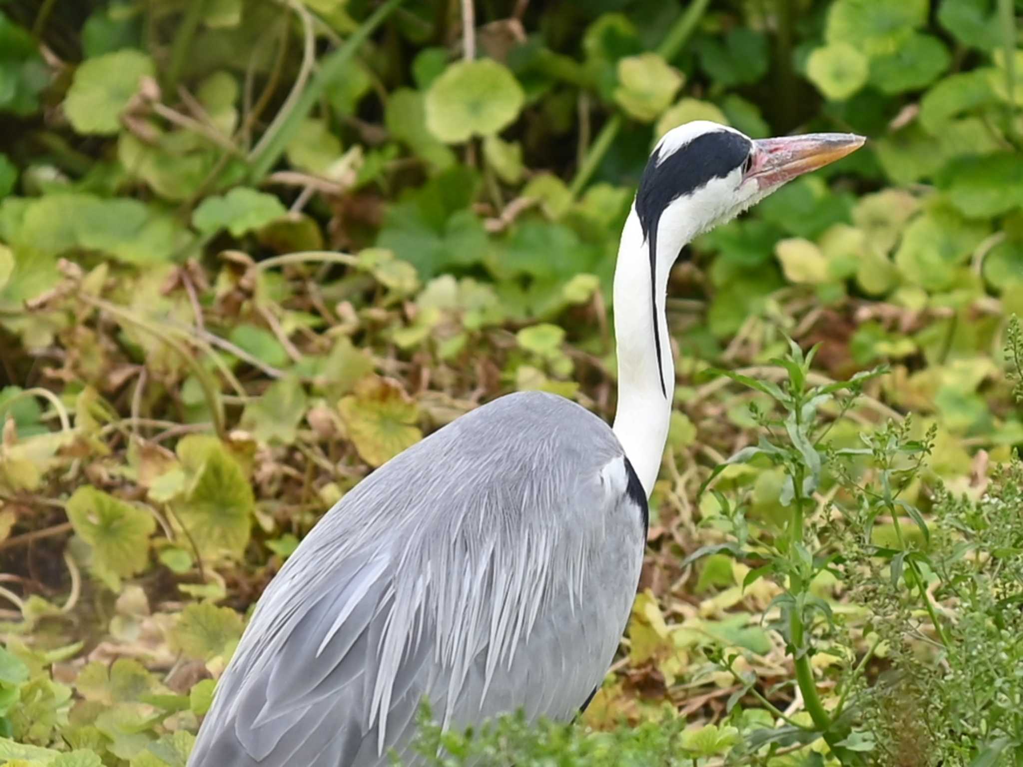 Photo of Grey Heron at 江津湖 by jo6ehm