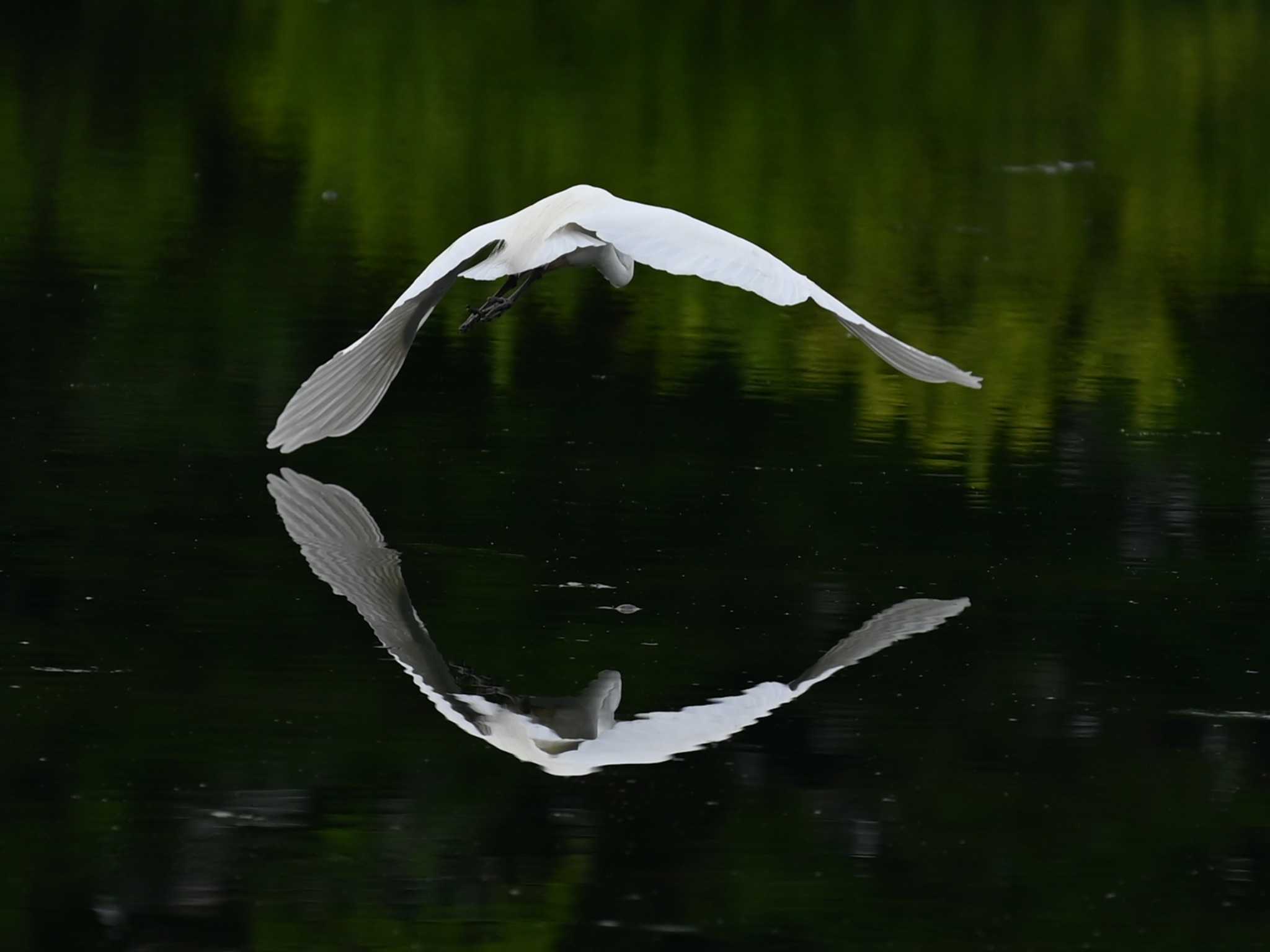 Photo of Medium Egret at 江津湖 by jo6ehm