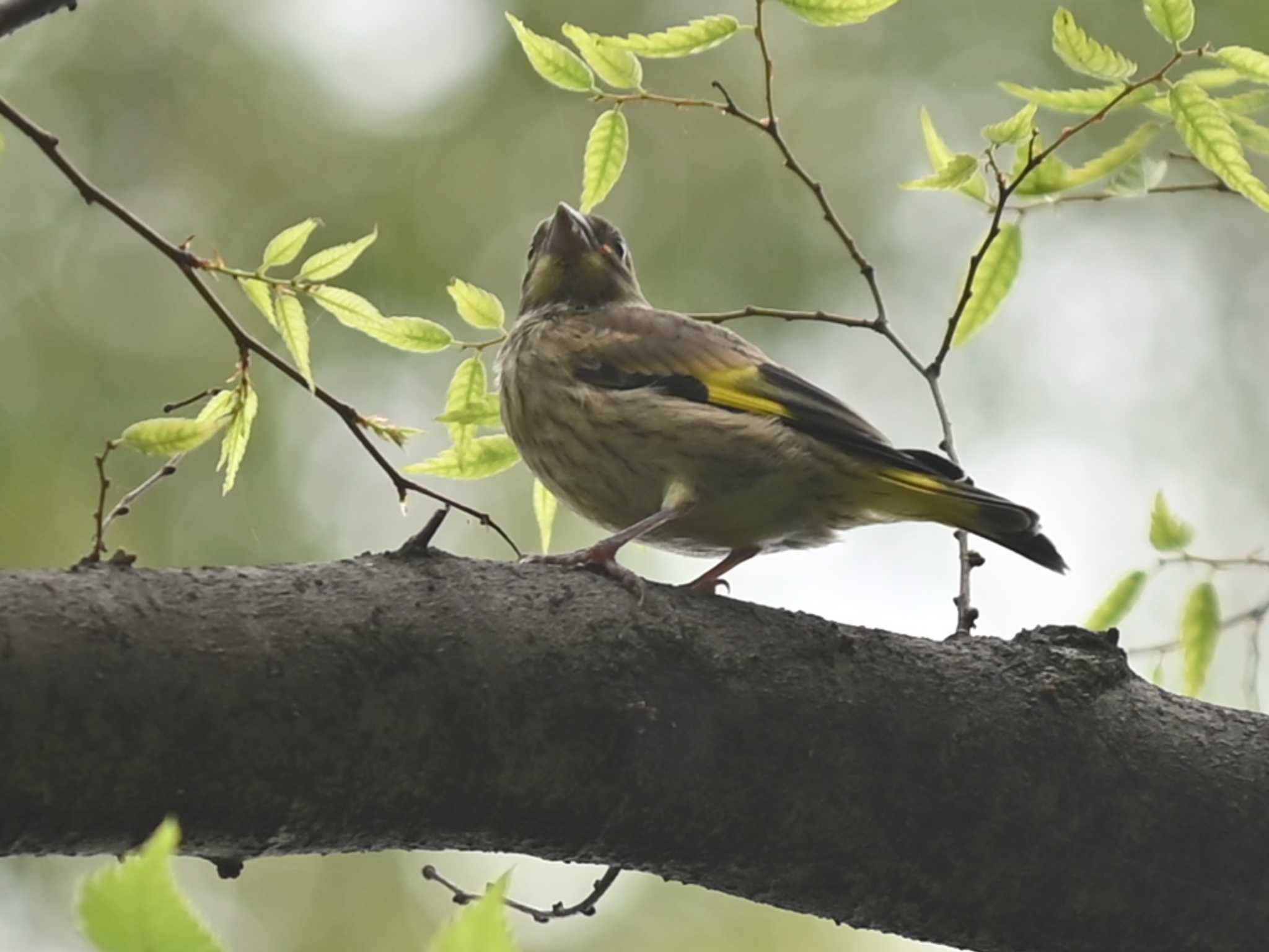 Grey-capped Greenfinch