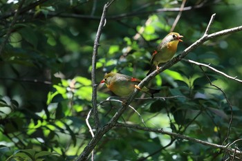 ソウシチョウ 再度山 2018年7月14日(土)