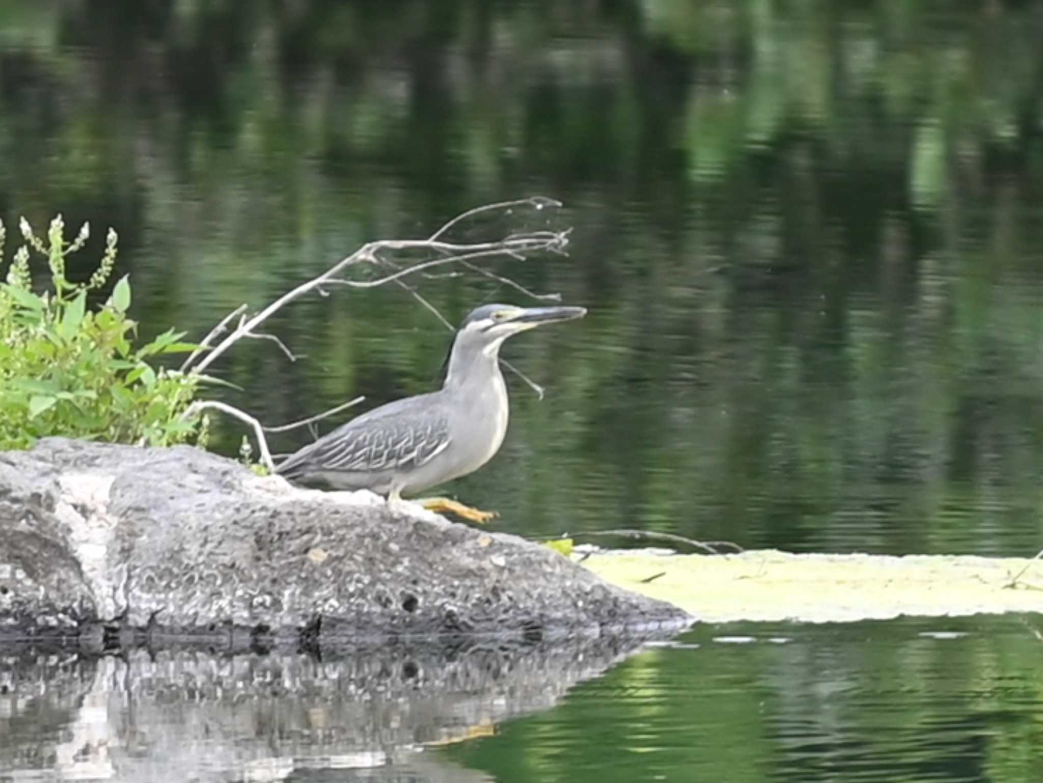 Photo of Striated Heron at 江津湖 by jo6ehm