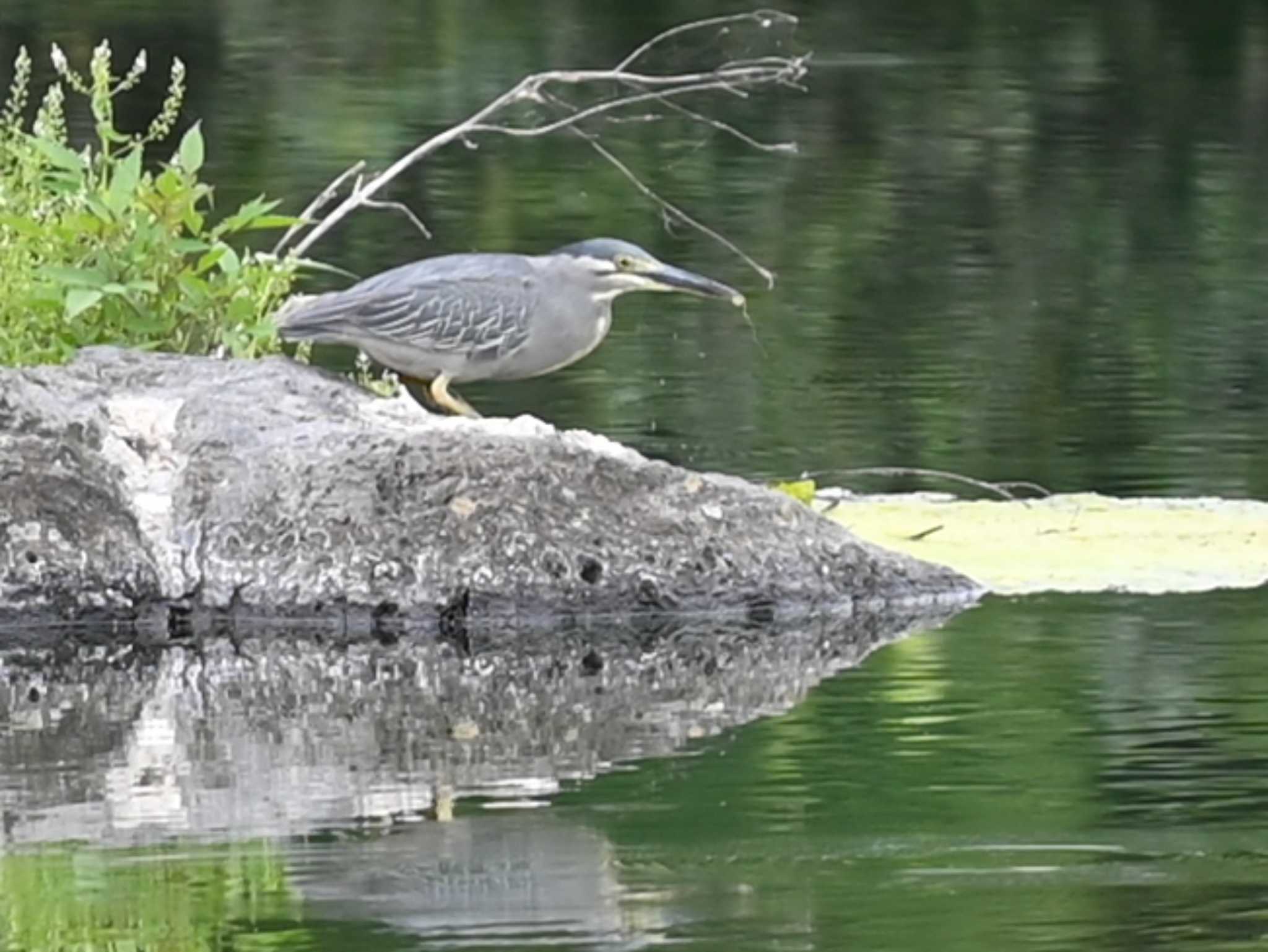 江津湖 ササゴイの写真