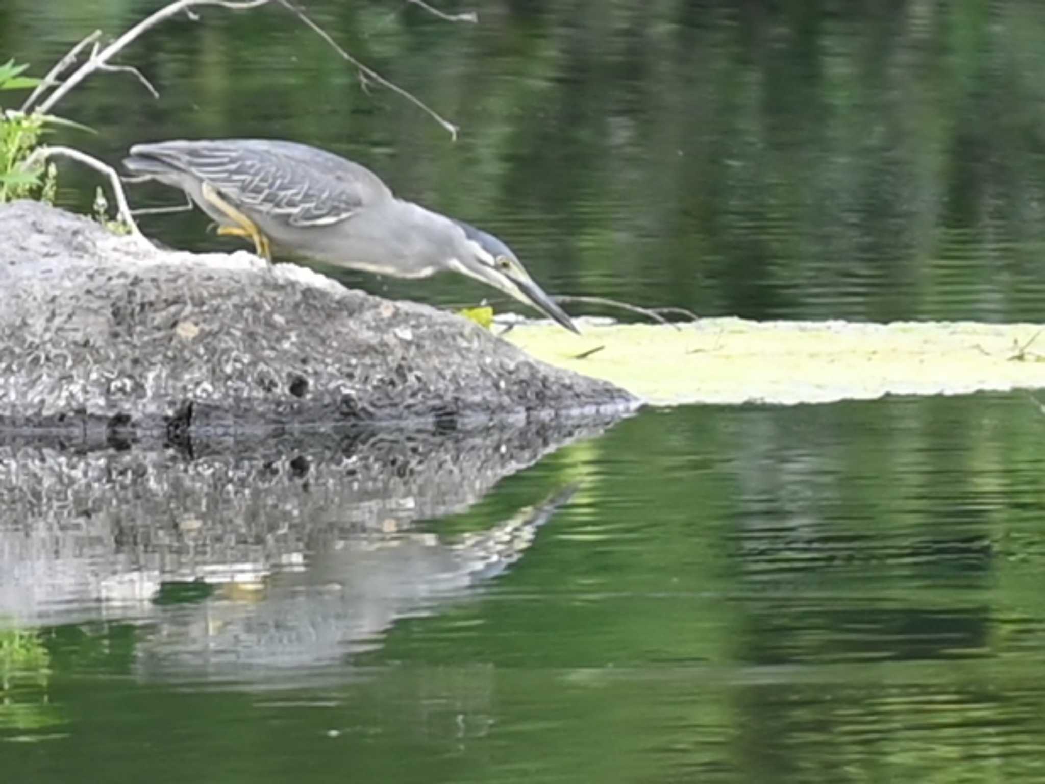 Striated Heron