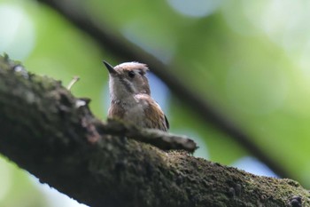 Japanese Pygmy Woodpecker 滋賀県甲賀市甲南町創造の森 Mon, 6/5/2023