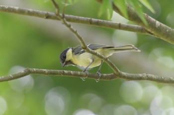 Japanese Tit 滋賀県甲賀市甲南町創造の森 Mon, 6/5/2023