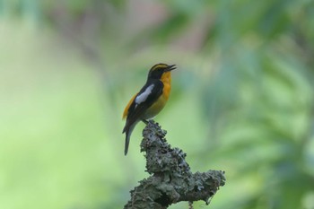 Narcissus Flycatcher 滋賀県甲賀市甲南町創造の森 Mon, 6/5/2023