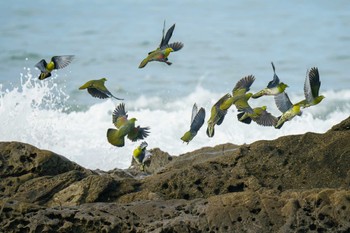 White-bellied Green Pigeon Terugasaki Beach Mon, 6/5/2023