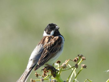 Common Reed Bunting 湧洞沼(豊頃町) Thu, 5/25/2023