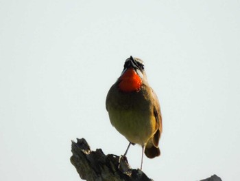 Siberian Rubythroat 湧洞沼(豊頃町) Thu, 5/25/2023