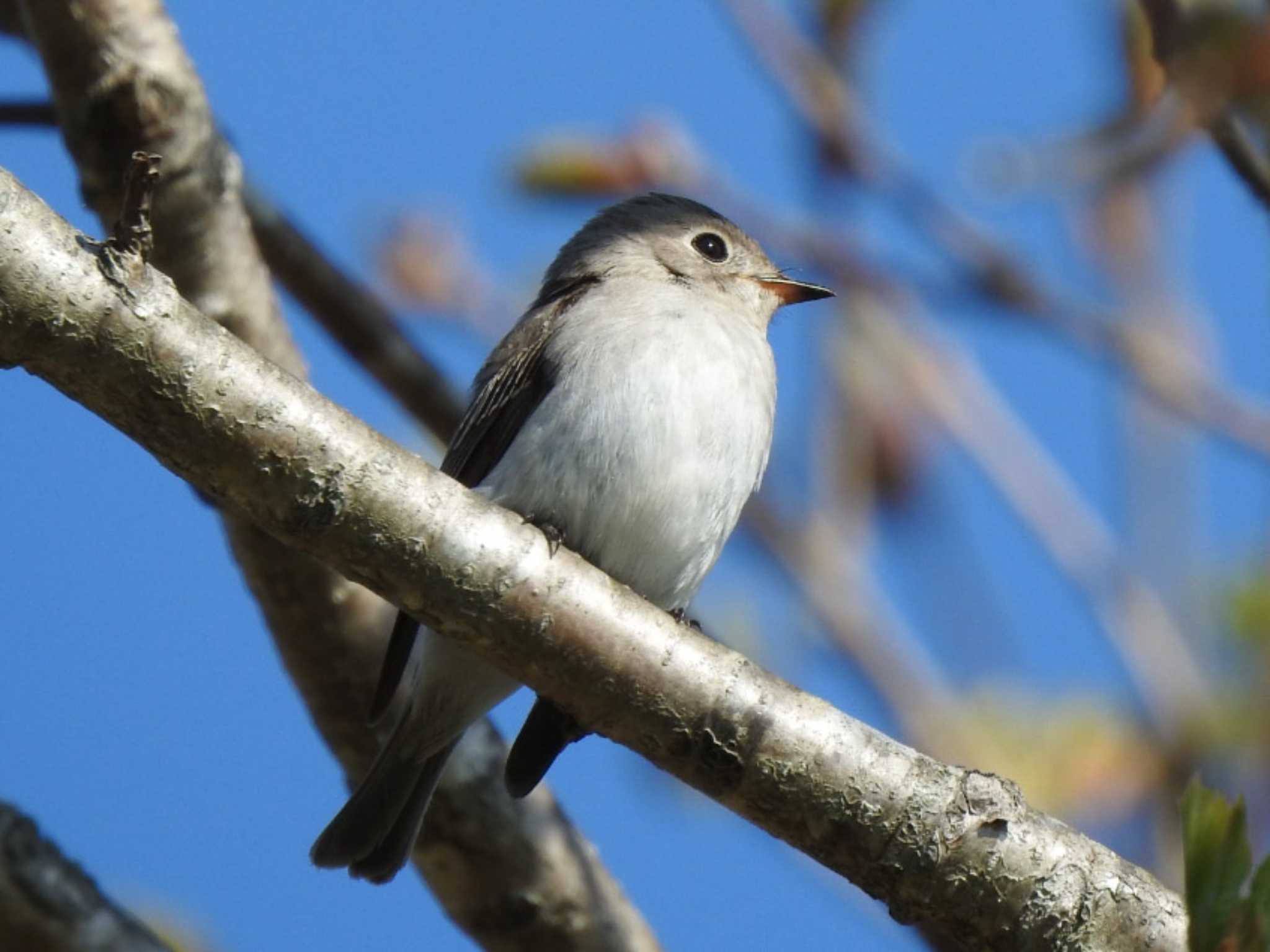 Asian Brown Flycatcher