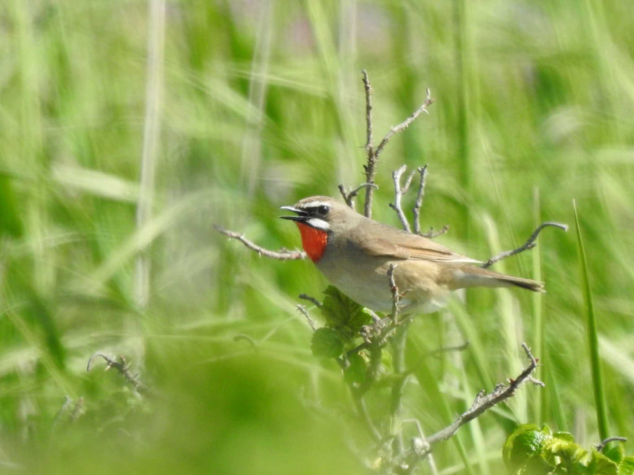 Siberian Rubythroat